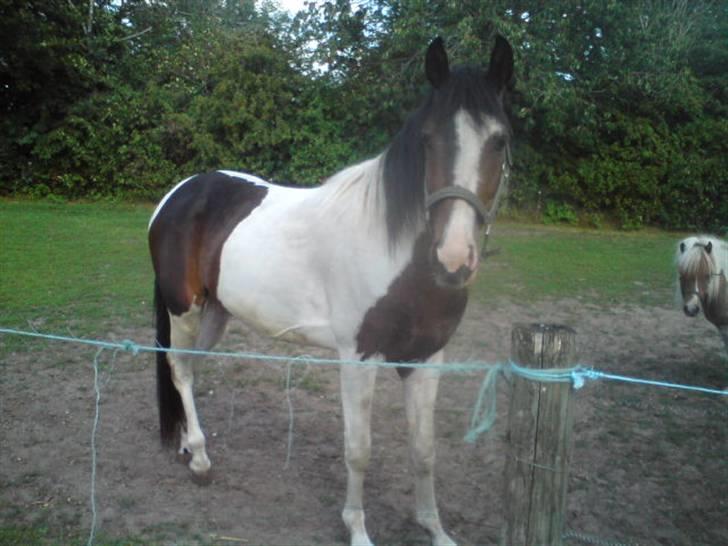 Anden særlig race konano *SOLGT* billede 9