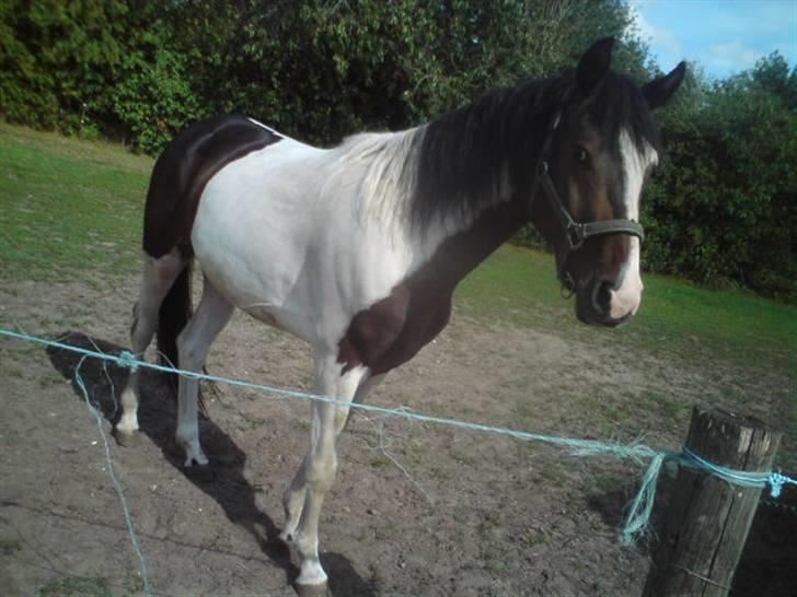 Anden særlig race konano *SOLGT* billede 10