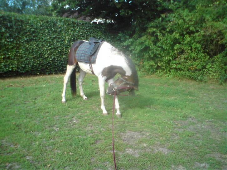 Anden særlig race konano *SOLGT* billede 11