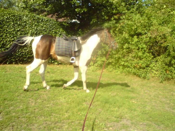 Anden særlig race konano *SOLGT* billede 12