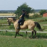 Palomino Enggaardens Anja