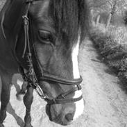 Welsh Pony (sec B) princ claus valentino