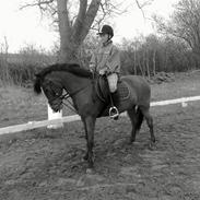 Welsh Pony (sec B) princ claus valentino