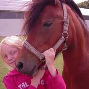 Dartmoor Lille lyn