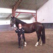 Welsh Cob (sec D) frenderupgårds dina