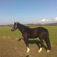 Welsh Cob (sec D) frenderupgårds dina