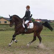 Holstener Landuc B - Duggi