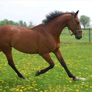 Anden særlig race Pepino