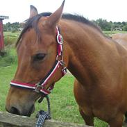 New Forest Moonlight