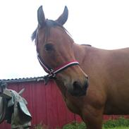 New Forest Moonlight