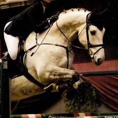 Dansk Varmblod Antares