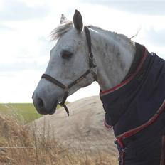 Dansk Varmblod Antares