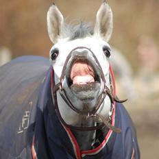 Dansk Varmblod Antares