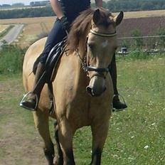 Palomino Enggaardens Anja