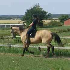 Palomino Enggaardens Anja