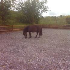 Anden særlig race perle