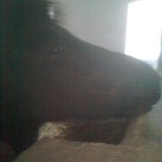 Anden særlig race perle