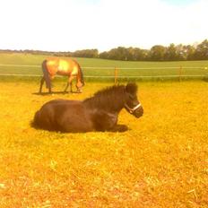 Anden særlig race perle