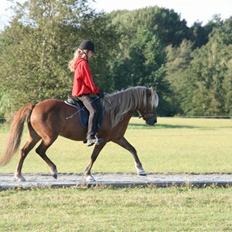 Islænder Vigdís f Skydebanegård R.I.P 