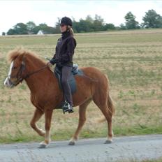 Islænder Dottla fra Dalvejen solgt 