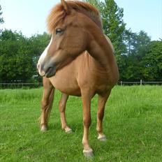 Islænder Dottla fra Dalvejen solgt 