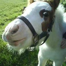 Anden særlig race Baunegårdens Mickey SOLGT