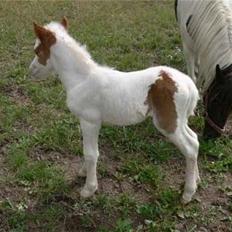 Anden særlig race Baunegårdens Mickey SOLGT