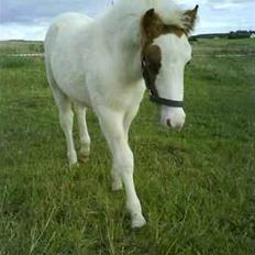 Anden særlig race Baunegårdens Mickey SOLGT