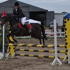 Welsh Cob (sec D) Hamrik's Brandy R.I.P