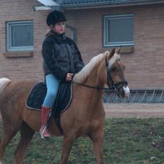 Tysk Sportspony Goldy