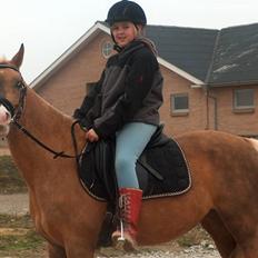 Tysk Sportspony Goldy