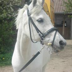 Anden særlig race Awanca 