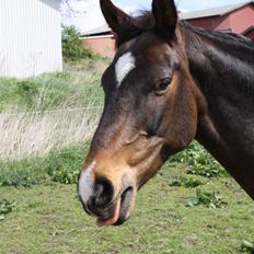 Dansk Varmblod Riche