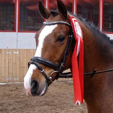 Anden særlig race Midnights Micra