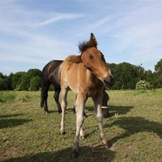 Dartmoor SOLGT - Bergholdt´s Abby 