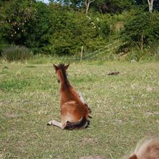 Dartmoor SOLGT - Bergholdt´s Abby 