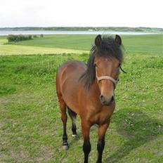 Anden særlig race Vordegaards Matti
