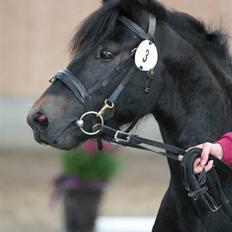 Dartmoor Bergholdt's Balou