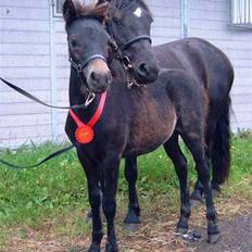 Dartmoor Bergholdt's Balou