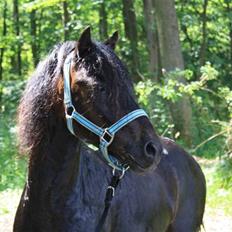 Dartmoor Anc-Neu Duo