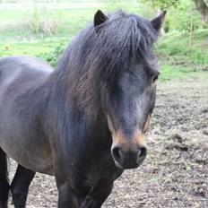 Dartmoor Anc-Neu Duo