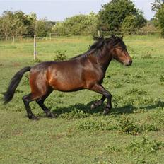 Dartmoor Anc-Neu Kao