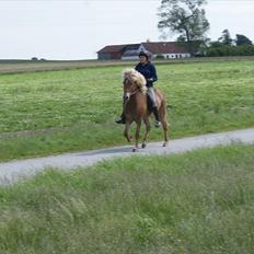 Islænder Laxi fra Skovbrynet R.I.P