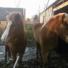 Islænder Laxi fra Skovbrynet R.I.P
