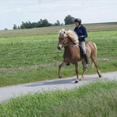 Islænder Laxi fra Skovbrynet R.I.P