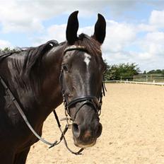 Oldenborg Chanel ( R.I.P)