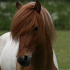 Islænder Almar frá Ketilsstöðum