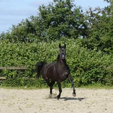 Oldenborg Chanel ( R.I.P)