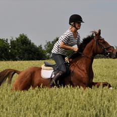 Hollandsk Sportspony Jas. Ginger - solgt.