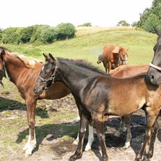 DSP Stillebækkens Wild Future